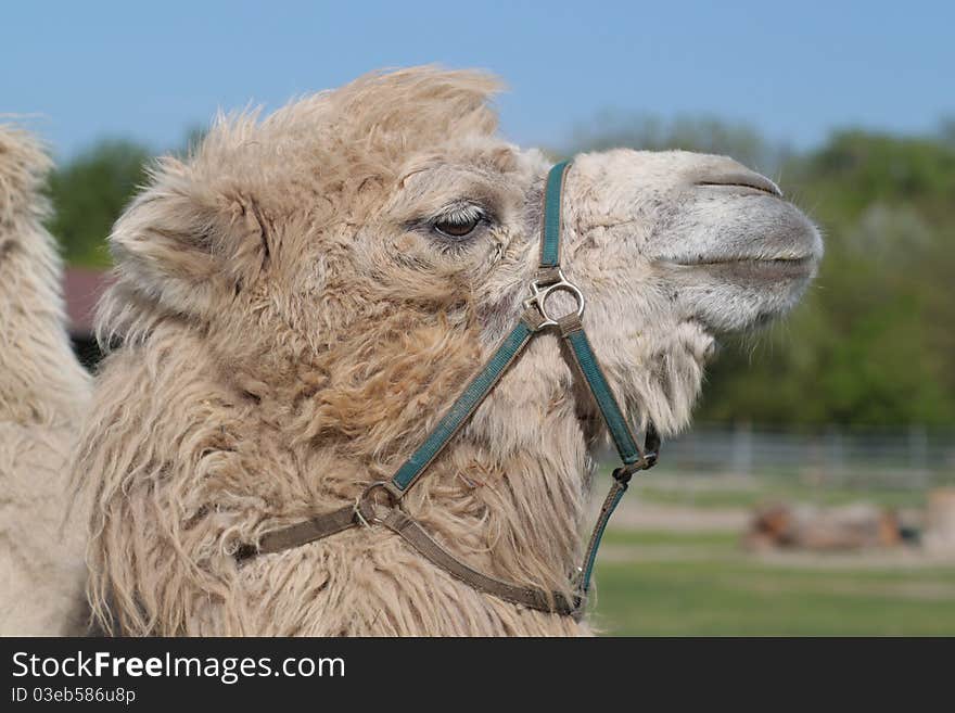 Camel Close Up