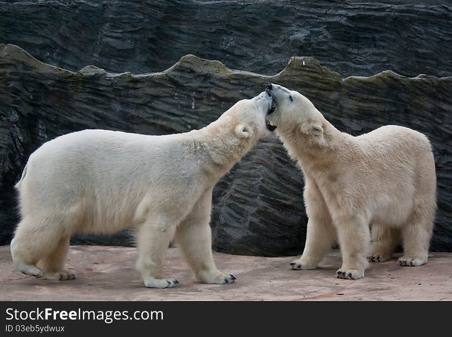 Playing Polar Bears