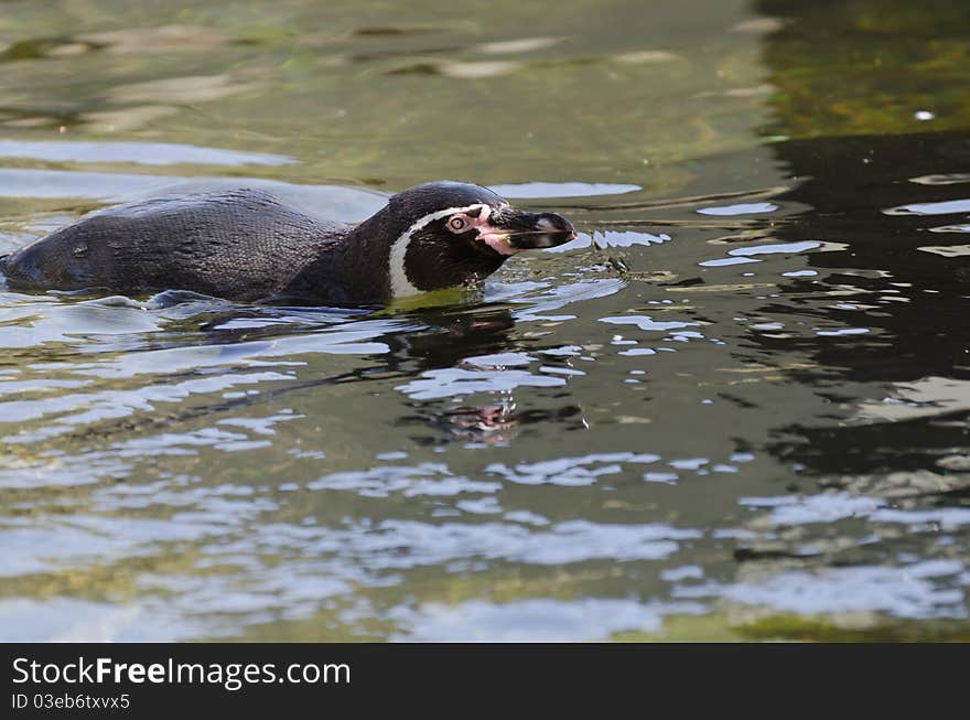 Penguin