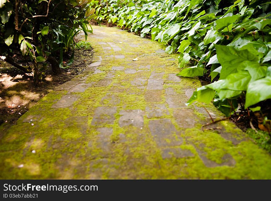 Moss Covered Path