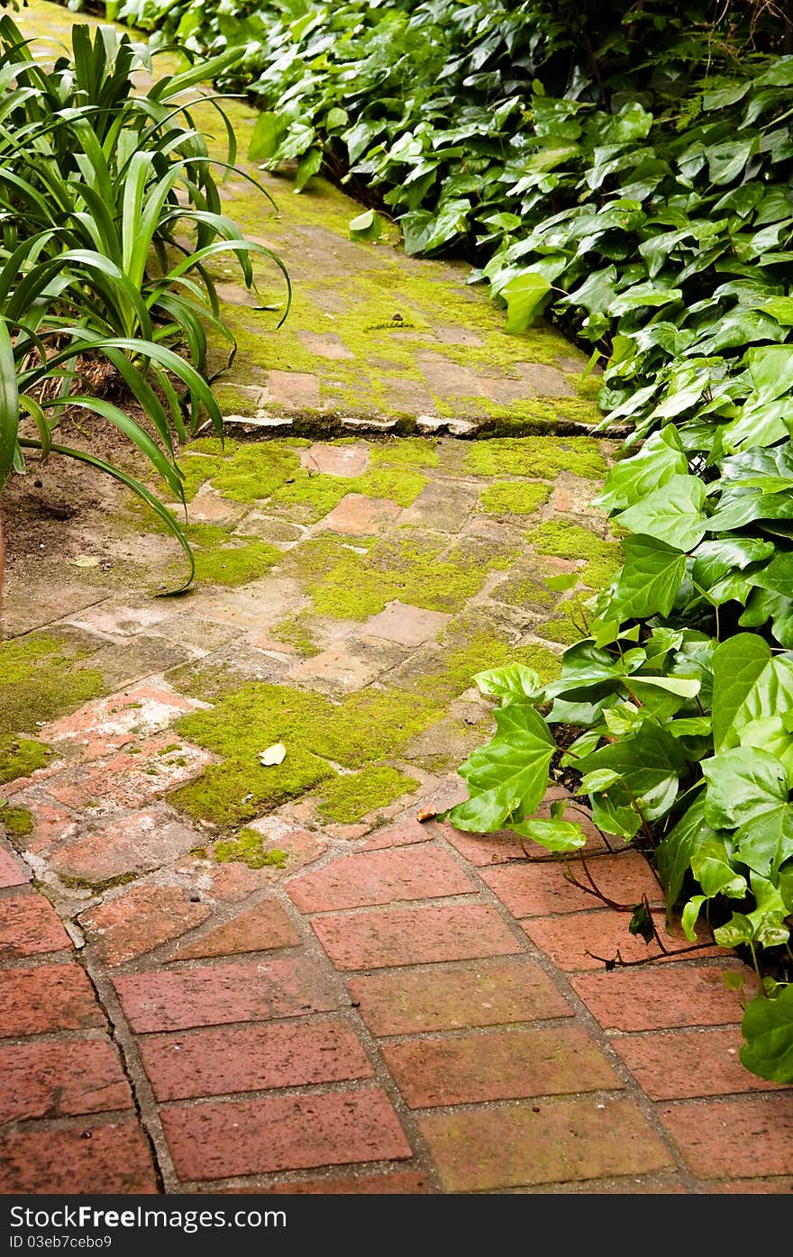 Moss Covered Path