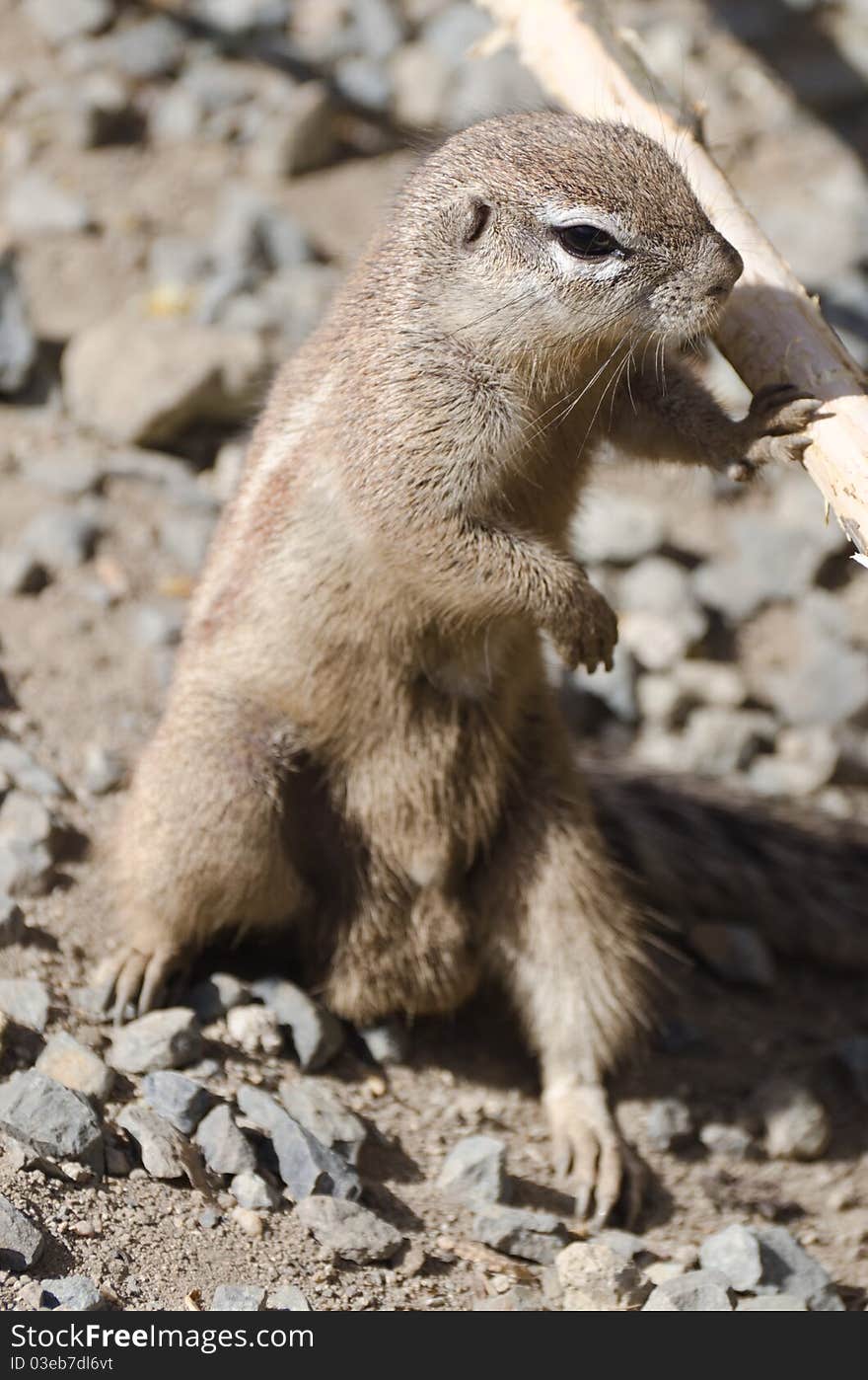 Cape ground squirrel