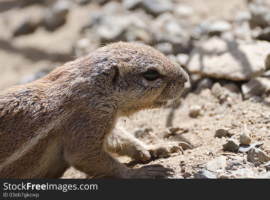 Cape Ground Squirrel - Detail