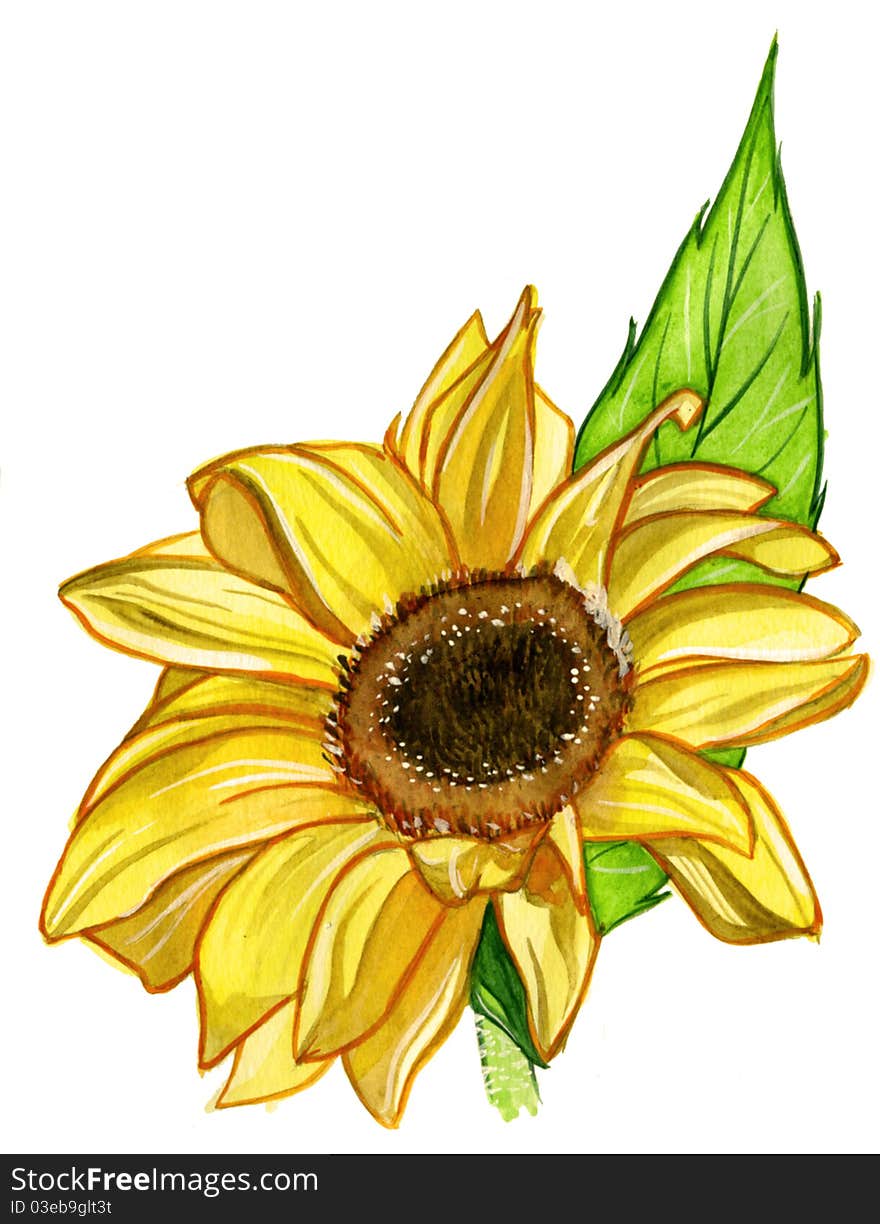 Sunflower