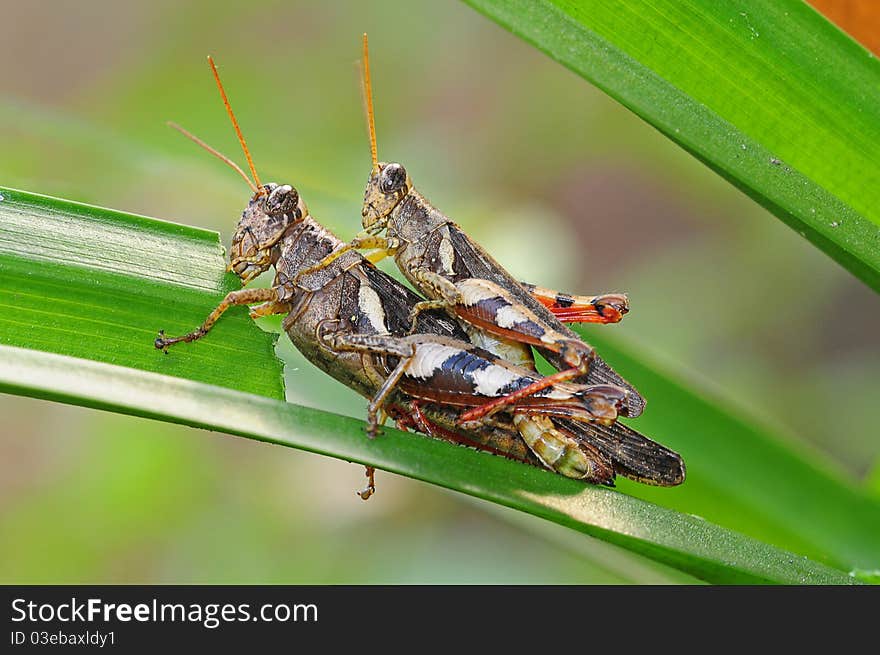 A Pair Of Mating Grasshopper In Natural Environment