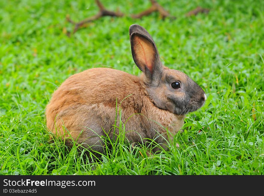 Brown Rabbit In A Green Field