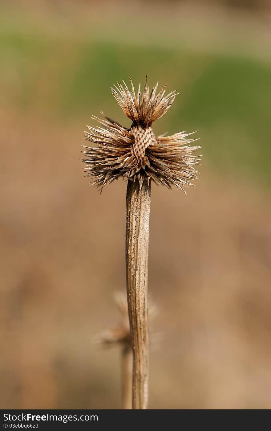 Shot of leftover thistle plant on a spring day. Shot of leftover thistle plant on a spring day.