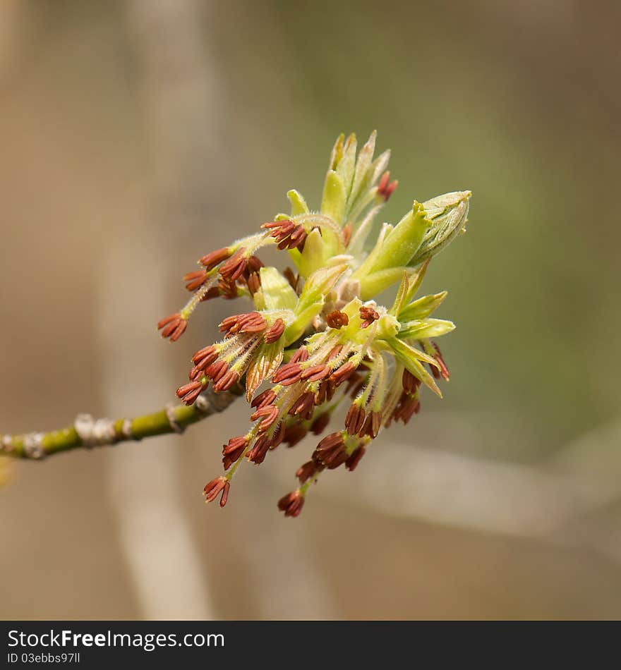 Shot of crab apple blossom on a spring day. Shot of crab apple blossom on a spring day.