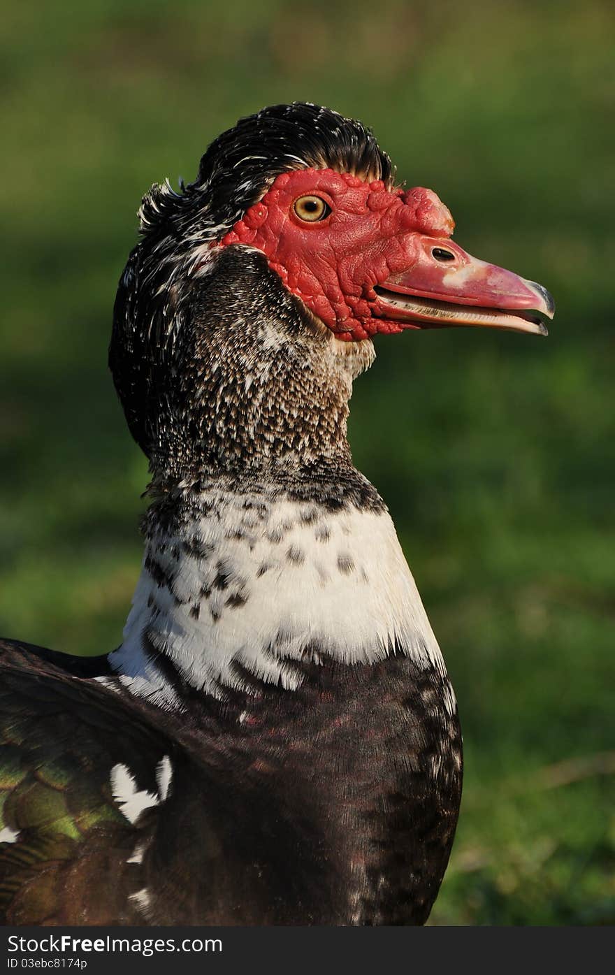 A domestic duck does a profile pose. A domestic duck does a profile pose