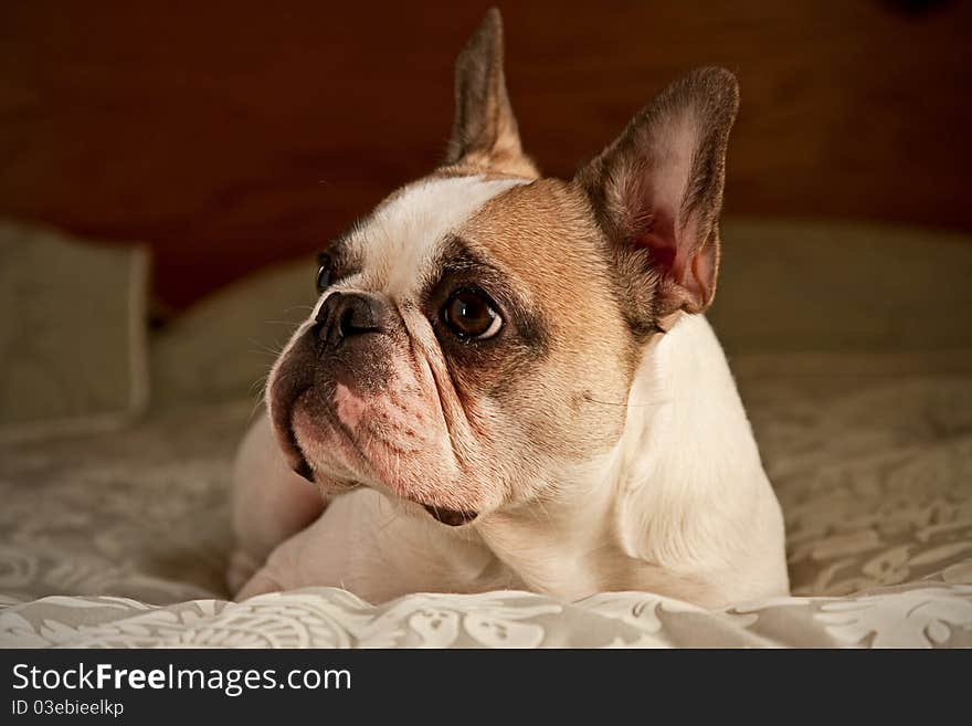 French Bulldog