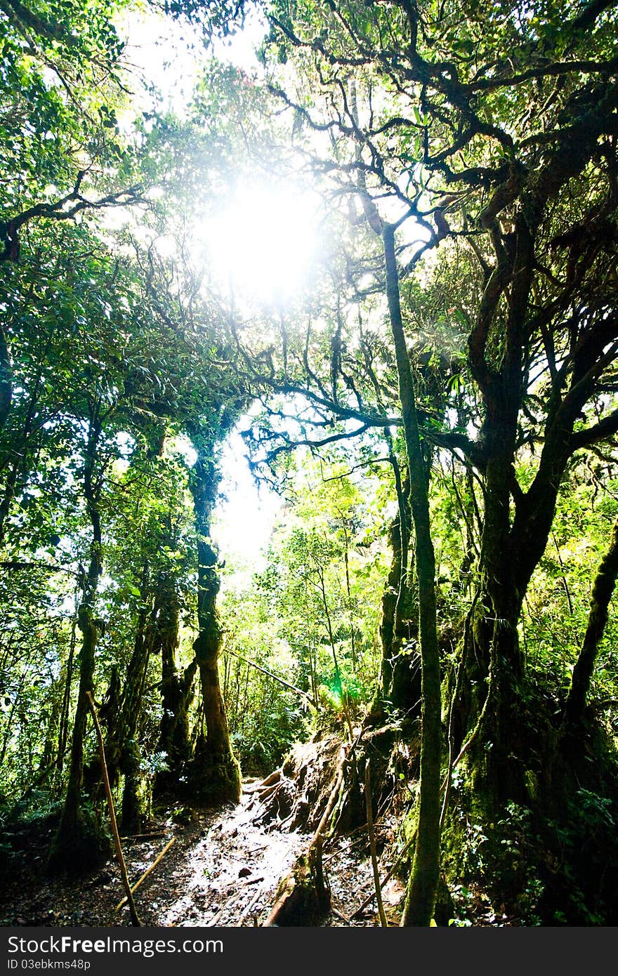 Mossy Forest