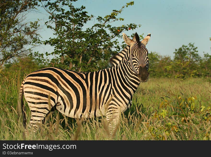 Burchells Zebra