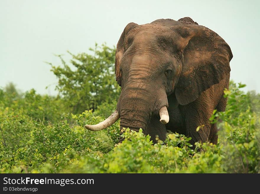 African Elephant Feeding