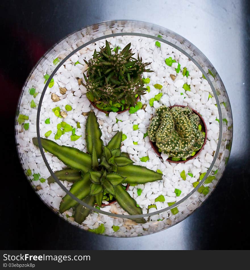 Indoor plants in vase with marble aggregate on black