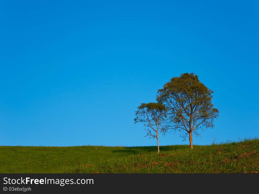 Trees On The Hill As Elegant And Distinctive.