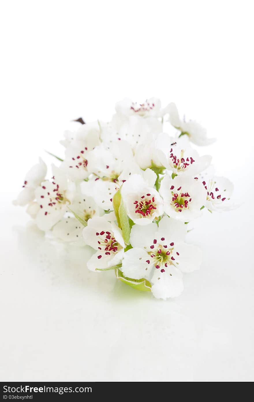 Fresh, blooming tree in spring with white flowers isolated on white. Fresh, blooming tree in spring with white flowers isolated on white