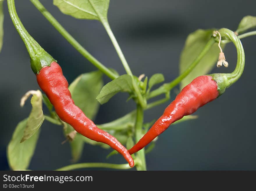 Close-up Of Red Chillies