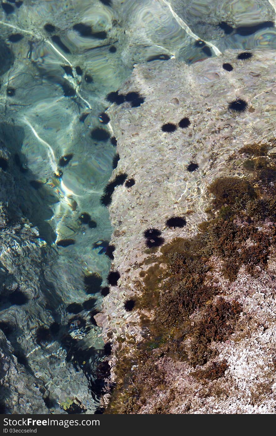 Urchins In The Ocean At Hvar, Croatia