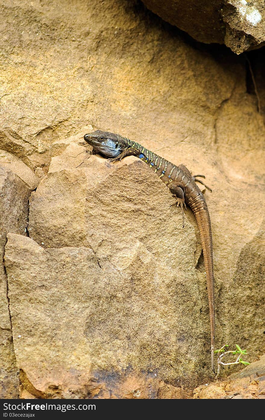 Tenerife lizard exposed to the sun. Tenerife lizard exposed to the sun