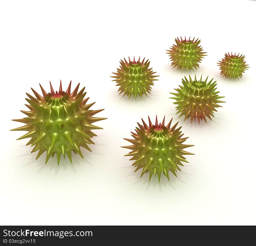 Chestnut-spiny fruit with a thick rind. Chestnut-spiny fruit with a thick rind