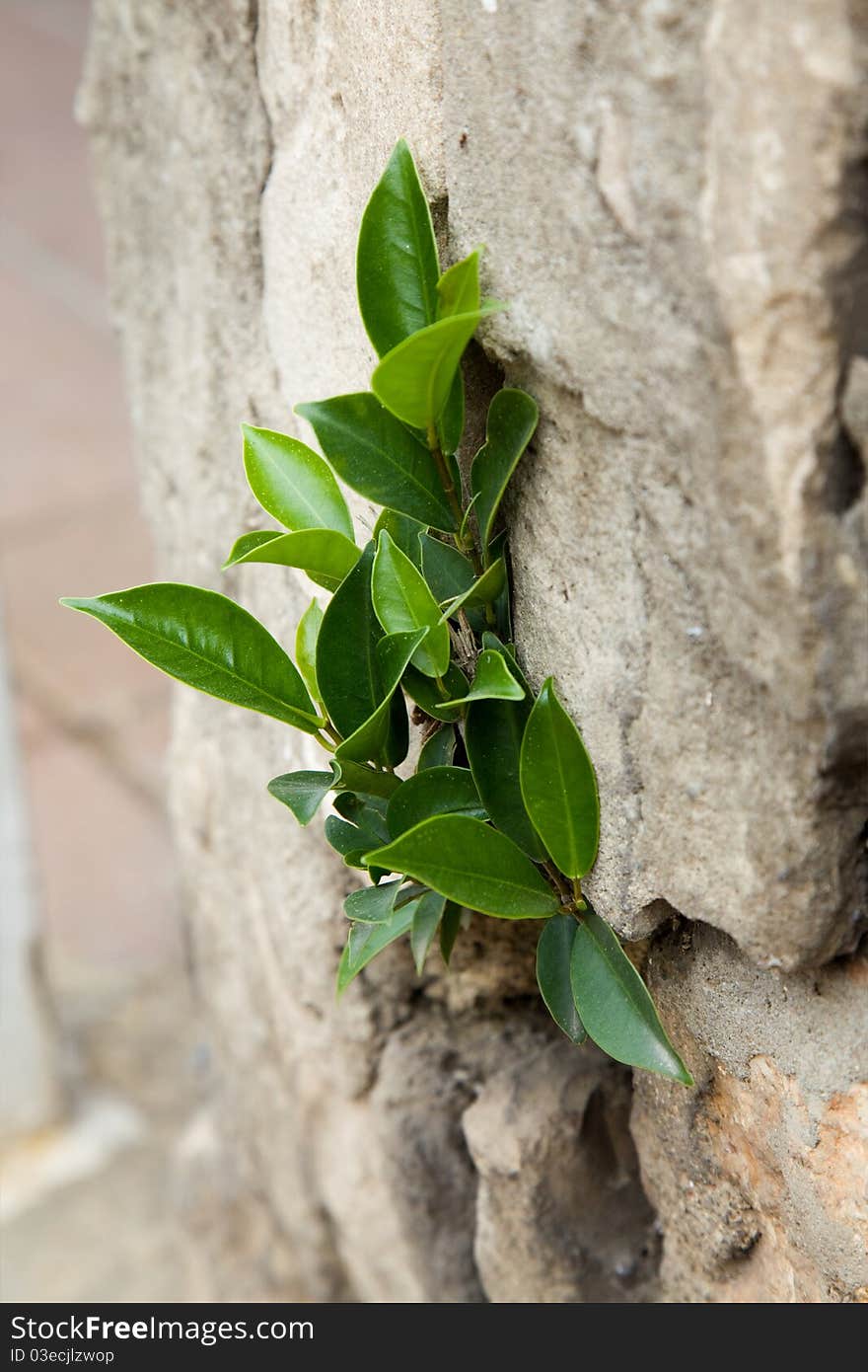 Plant in a stone