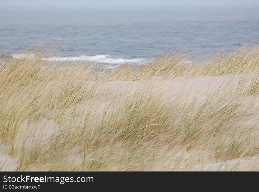 Some grass and sand at the sea. Some grass and sand at the sea