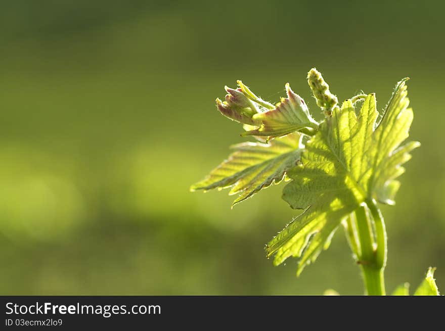 Spring Vine Buds