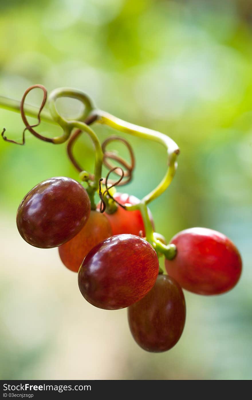 Grapes hanging on a vine