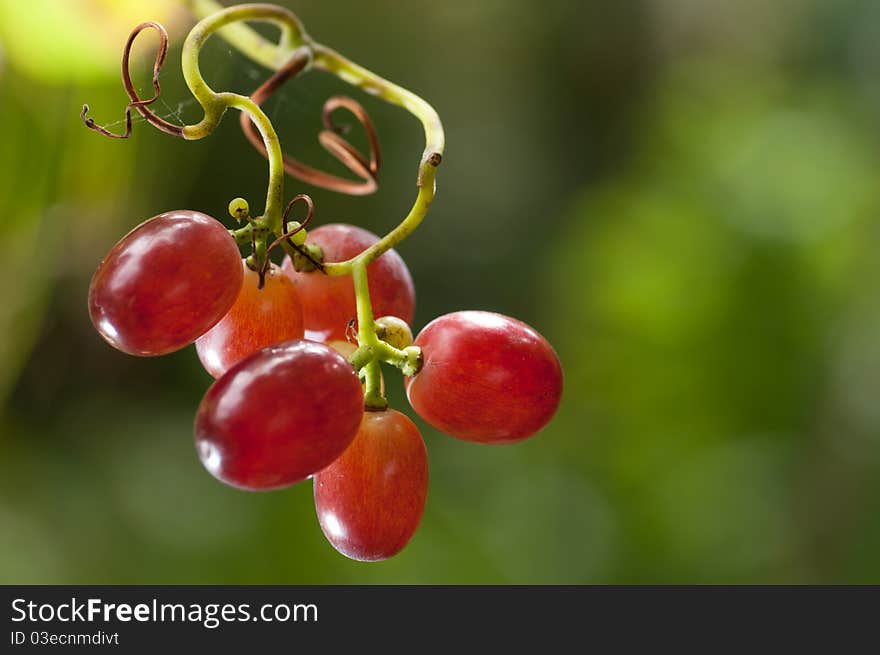 Grapes hanging on a vine