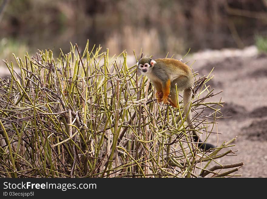 Common squirrel monkey