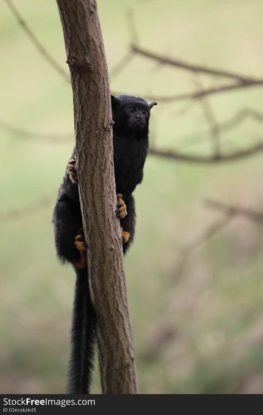 Red-handed tamarin