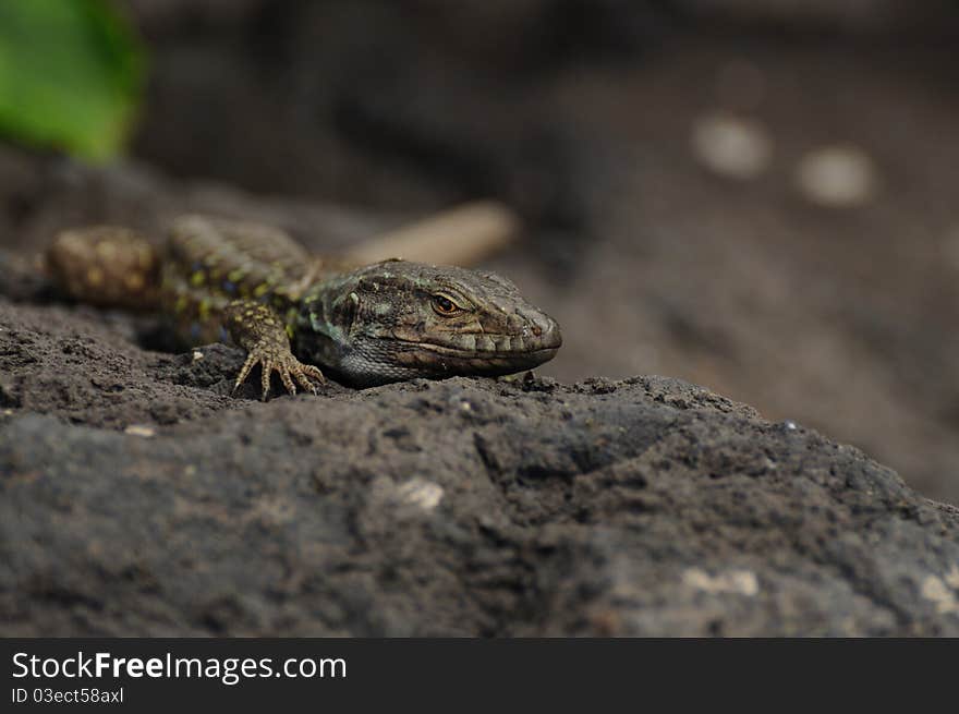 Tenerife Lizard (Gallotia Galloti Eisentrauti)