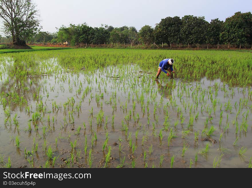 Farmer Working In The Paddyfield