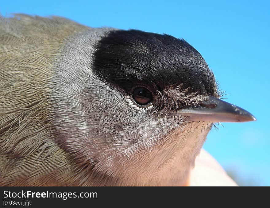 Testa di capinera maschio. male black cap head. Testa di capinera maschio. male black cap head