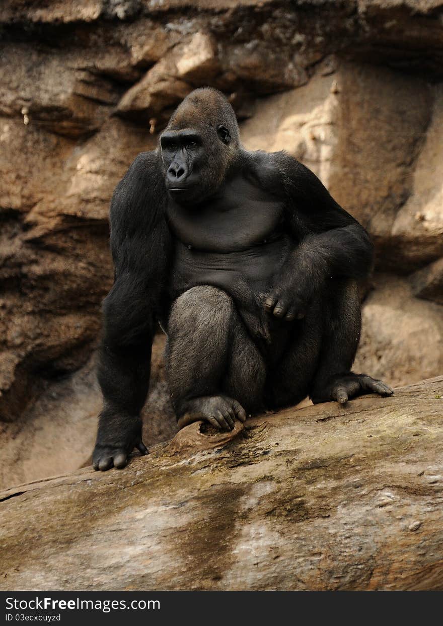 The gorilla is the biggest primate who lives in the Democratic Republic of the Congo