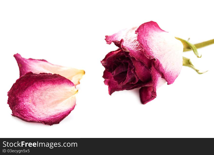 Dry rose and petals on a white background