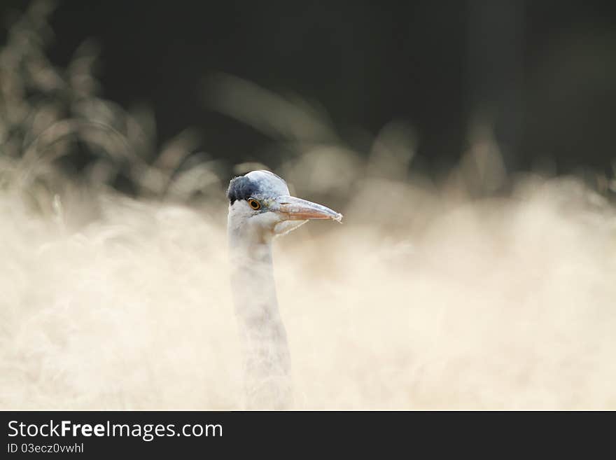 Grey Heron in the morning's light