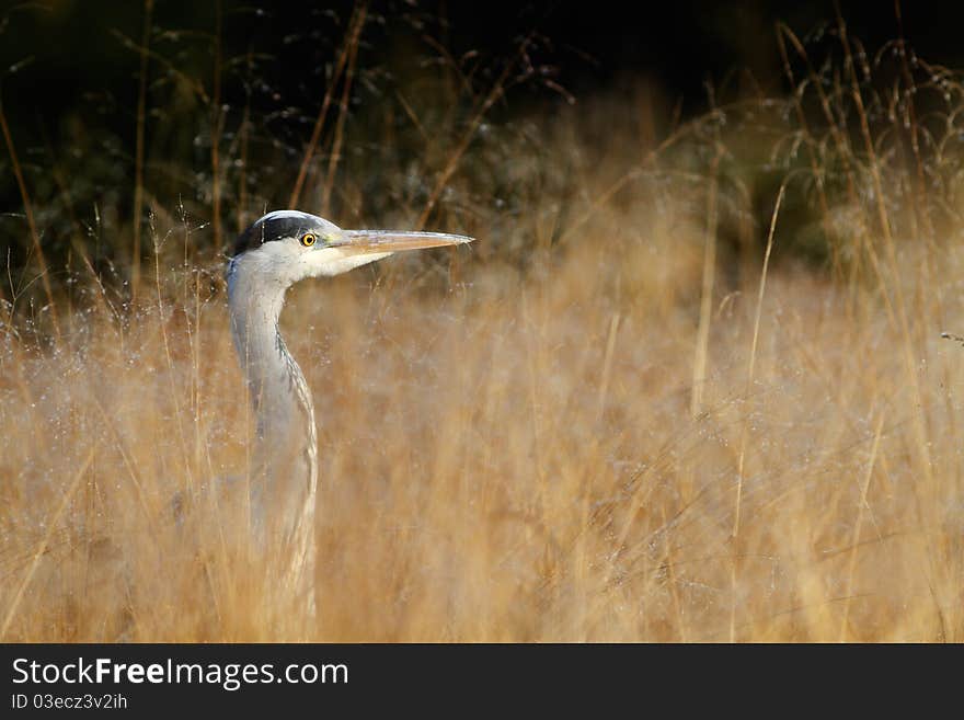 Grey Heron in the morning's light