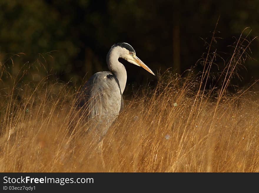 Grey Heron in the morning's light