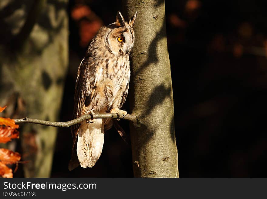 Long-eared Owl sitting on the tree