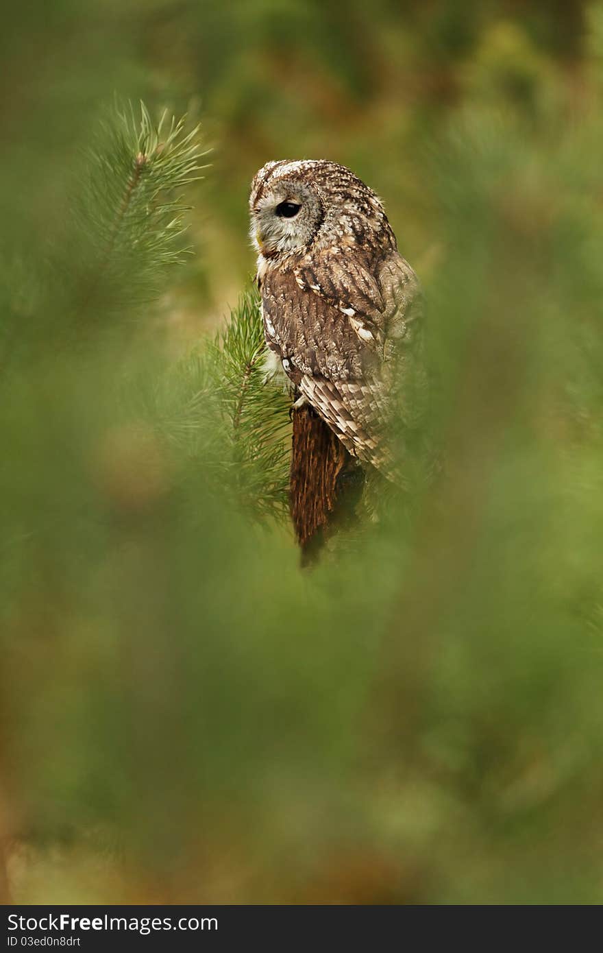 Tawny Owl sitting on the pine tree