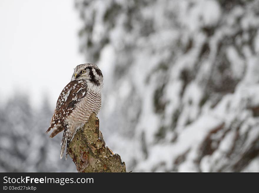 Northern Hawk Owl