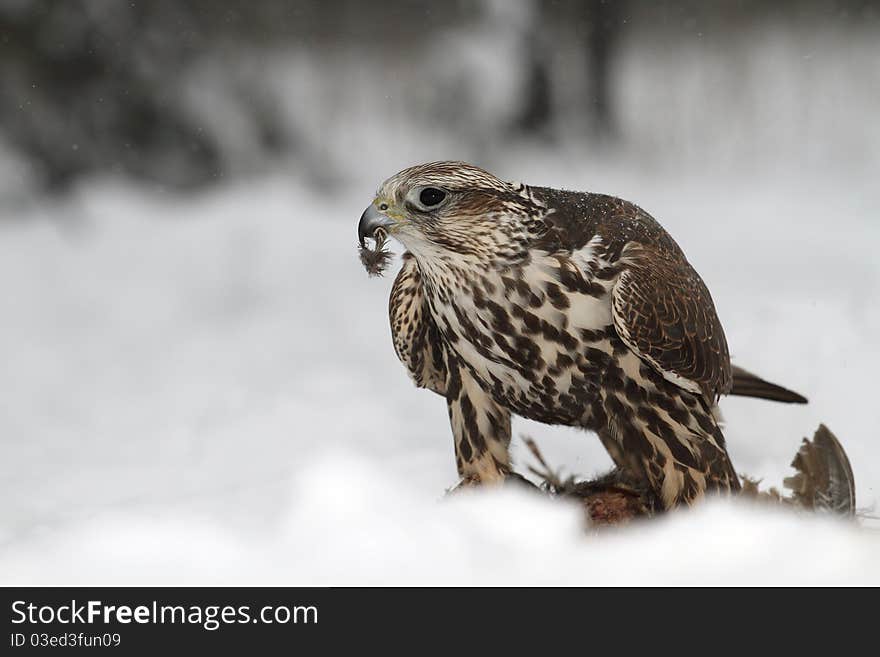 A Hawk with a prey in the winter