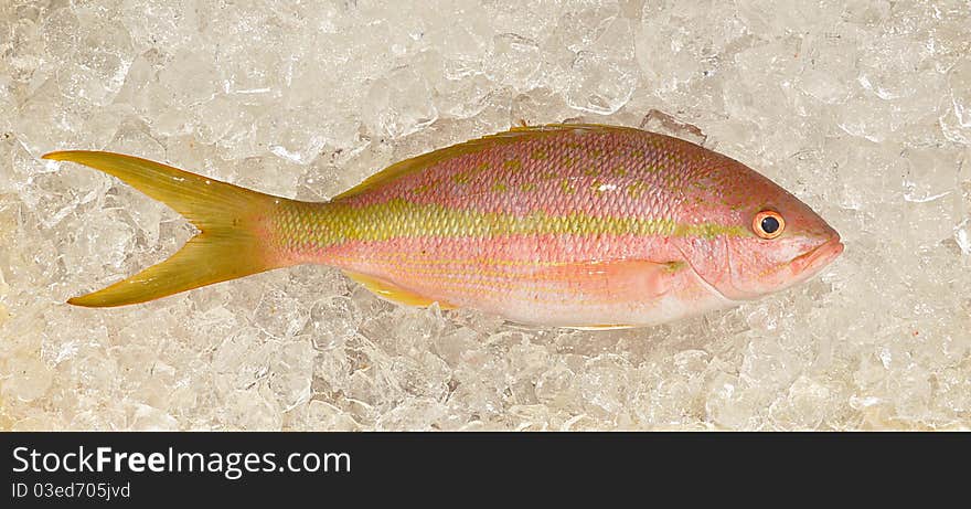 Closeup Of A Fresh Whole Yellowtail Snapper Fish On Ice