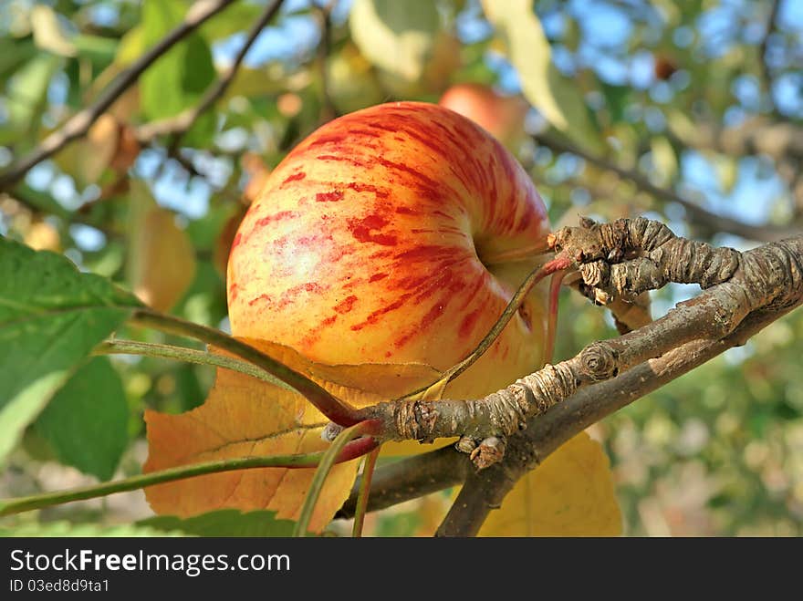 Apple tree. Apple on the tree.