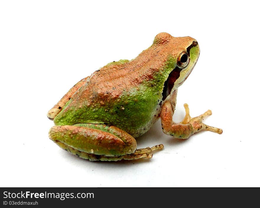 Green and Copper Froggy