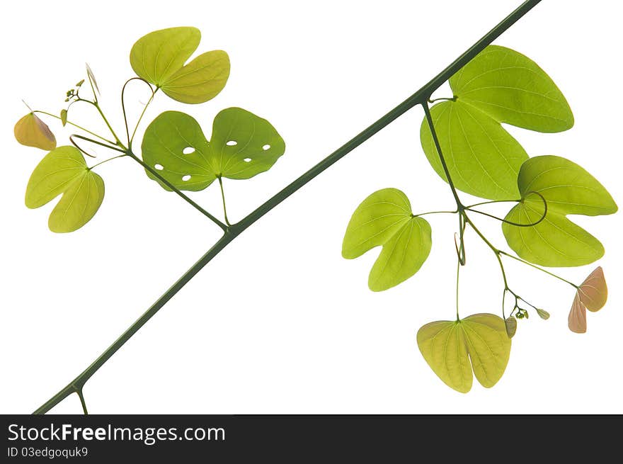 Green Leaf Of Vine