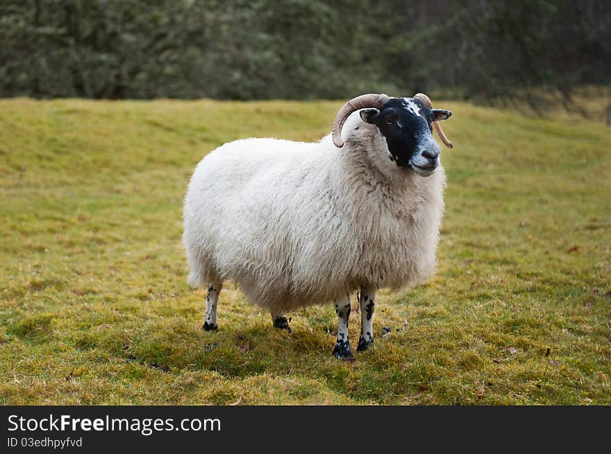 A sheep on a Scottish farm. A sheep on a Scottish farm