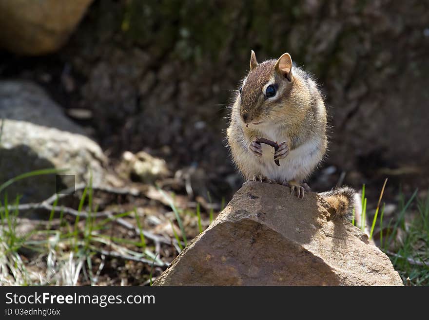 A Chipmunk sat on a rock in the sun eating a worm. A Chipmunk sat on a rock in the sun eating a worm