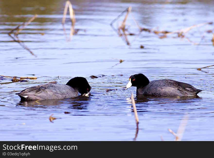 Two American Coots.